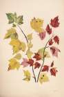 Fall Leaves III Muted Art Print