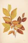 Fall Leaves IV Muted Art Print