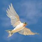 Swifts II Royal Blue Art Print