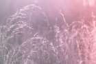 Pink Morning II Art Print