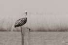 Pelican Stories Art Print