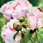 Pink Peony Art Print