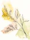 Illustrative Botanical II Art Print