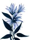 Midnight Blossoms I Art Print