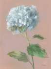 Hydrangea over dusty pink II Art Print