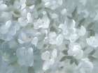 Little All Over White Flowers Art Print