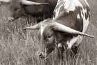 Rainy Pasture III BW Art Print