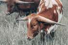 Rainy Pasture III Art Print