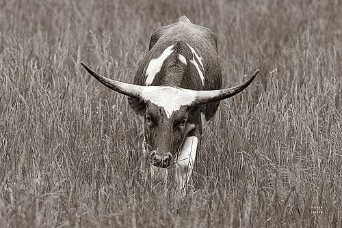 Rainy Pasture II BW Animals Print