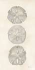 Trio of Sand Dollars Coastal Print