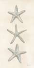 Trio of Starfish Art Print