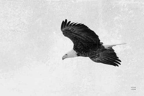 Eagle Eye Art Print