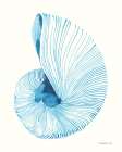 Nautilus in Blue II Art Print