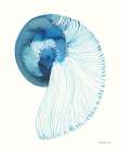 Nautilus in Blue IV Art Print