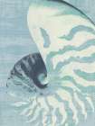 Nautilus on Blue Art Print