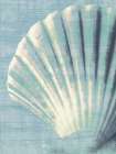 Scallop on Blue Art Print