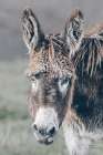 Donkey Summer Portrait Art Print