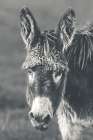 Donkey Summer Portrait BW Art Print