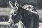 Sweet Donkey I BW Art Print