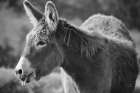 Sweet Donkey II BW Art Print