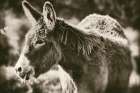 Sweet Donkey II Sepia Art Print