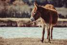 Donkey Summer I Art Print