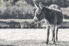 Donkey Summer II BW Art Print