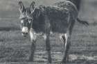 Donkey Summer III BW Art Print