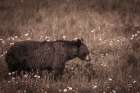 Black Bear Meadow Art Print