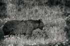 Black Bear Meadow BW Art Print