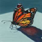 Shadow Study of a Butterfly Art Print