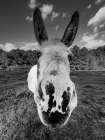 Give Me Treats BW Art Print