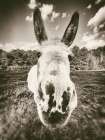 Give Me Treats Sepia Art Print