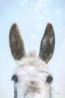 Downward Facing Donkey Art Print