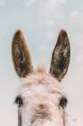 Downward Facing Donkey Pastel Art Print