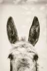 Downward Facing Donkey Sepia Art Deco Print