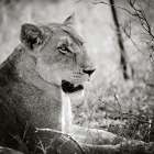 Lioness Square BW Art Print