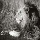 Golden Old Lion Square BW Art Print