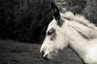 Vermont Donkey Pasture Art Print