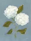 Dusty Blue Hydrangea III Art Print