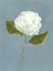 Dusty Blue Hydrangea IV Art Print