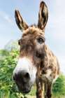 Donkey Pasture Art Print