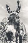 Donkey Pasture BW Art Print