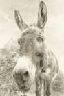 Donkey Pasture Sepia Art Print