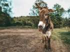 Donkey Tilt Art Print