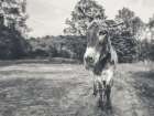 Donkey Tilt BW Art Print