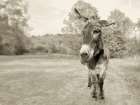Donkey Tilt Sepia Art Print