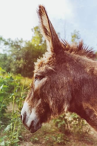 Donkey Profile Animals Print