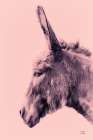 Donkey Portrait Art Print