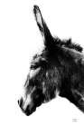 Donkey Portrait BW Art Print